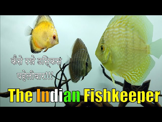 कैसे रखे डिस्कस पहेलीबार | द इंडियन फिशकीपर | How To Keep Discus Fish For Beginners