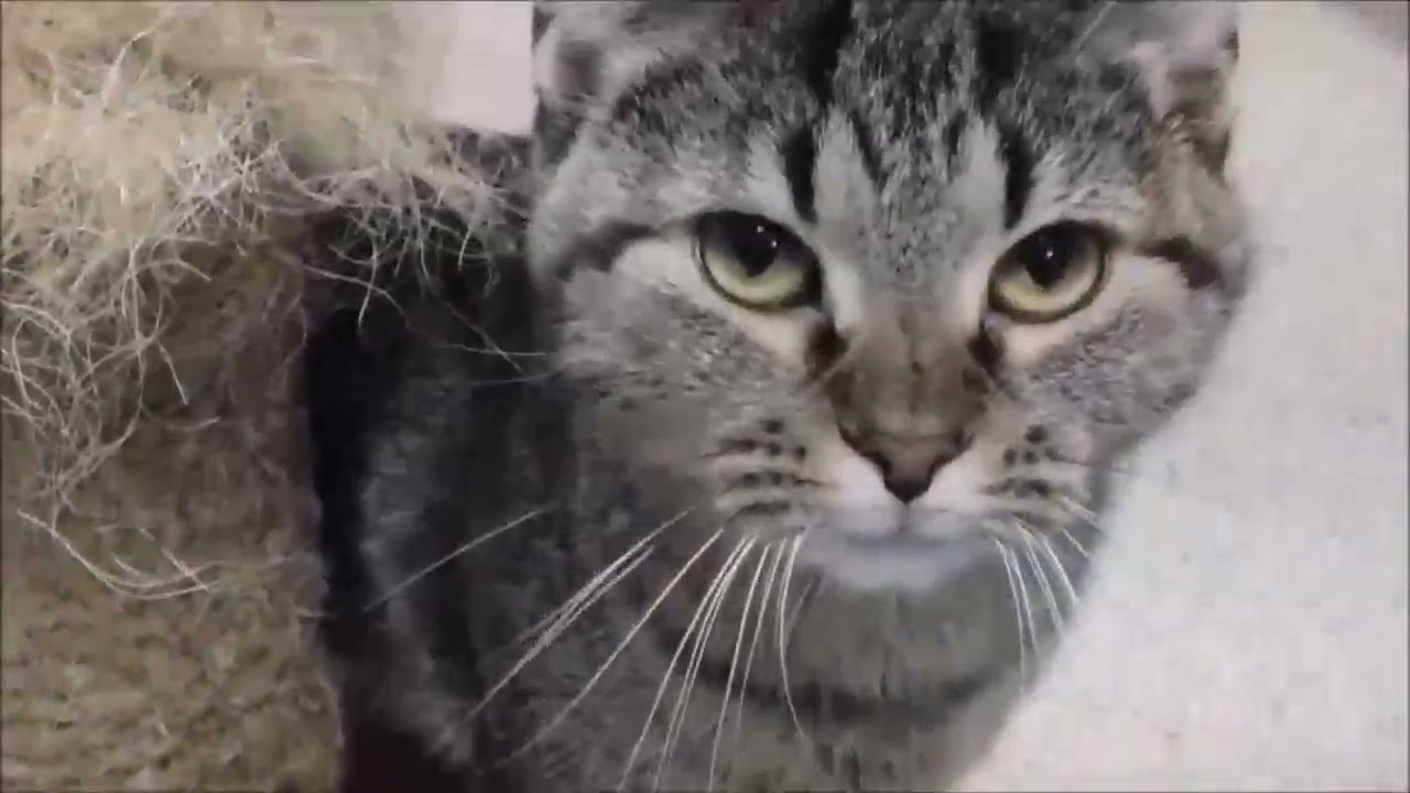 Enlarge SPARKLES, a Adoptable Domestic Short Hair in Ironwood, MI video 2/2