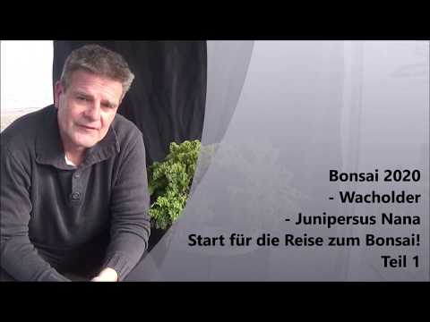 Bonsai 2020-3 - Wacholder - Junipersus Nana - Start für die Reise zum Bonsai - Teil 1