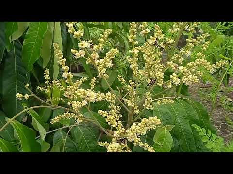 , title : 'MEMBUAHKAN KELENGKENG DI LUAR MUSIM'