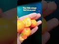 Little and sour oranges ☺️ #orange #smile #youtube #youtubeshorts #instagram #reels #shorts