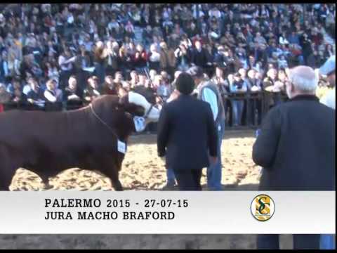 27-07-15 - Reservado Campeón Macho Braford - Palermo 2015.
