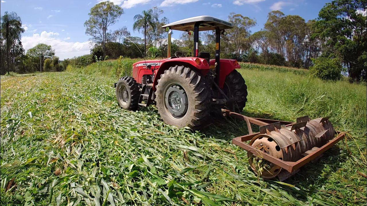 Manejando mix de cobertura com rolo faca caseiro! 🌾🚜 #3