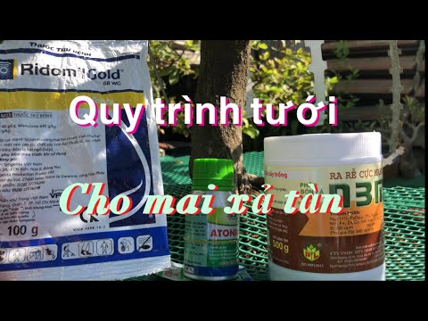 Qui trình tưới atonik , ridomilgold , n3m cho cây mai xả tàn sau tết