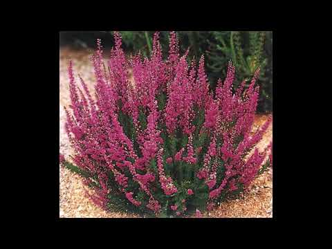 Heather em 432Hz  - Concerto de Cura