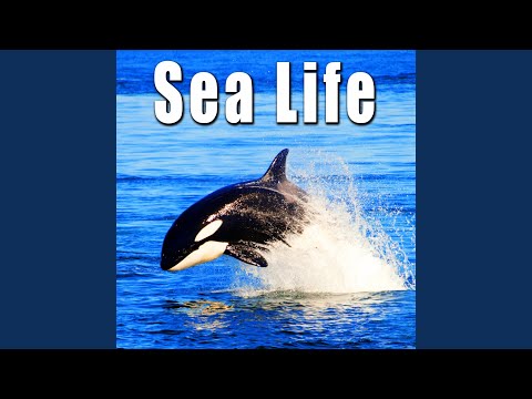 Dolphin Vocalization & Crying Above Water