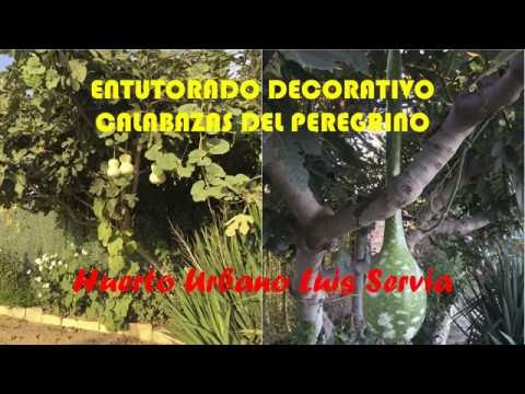 , title : 'Entutorado Decorativo De Las Calabazas Del Peregrino Apoyo En Las Higueras Huerto Urbano Luis Servia'