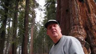 preview picture of video 'Grant Grove'