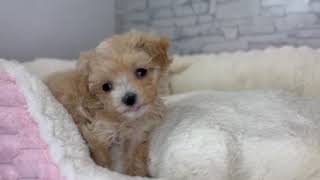 ハーフ犬の動画01