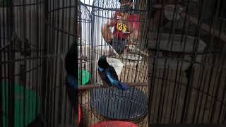 Download lagu konin isian platuk sampit mp3