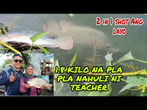 1.8 KILO NA PLA-PLA NAHULI NG TROPA. 2 IN 1 SHOT PA ANG LAYO. TIKSAY FISH HUNTING