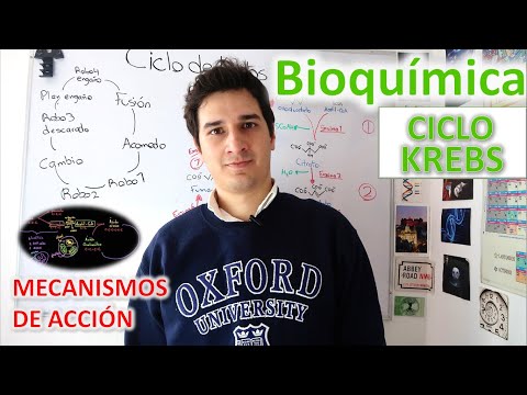 Krebs Cycle. High level for beginners