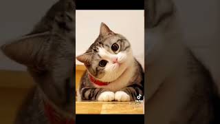Download lagu Random #shorts #zthkoroo #yearofyou #bigo #viral #trending #hotbigo #bigohot #cat #funny #funnyvideo mp3