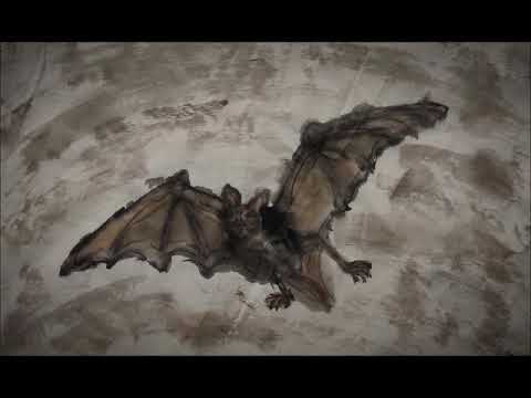 Der Frosch fliegt mit Fledermaus auf den Mond (only a part of video /nur ein Stück von Video) 井底之蛙