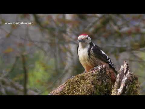 Pico mediano ( Dendrocopos medius ) Middle Spoted Woodp