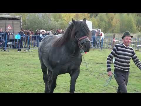 Expozitie cu cai de frumusete Dealu Negru, Cluj 15 Oct 2022 Nou!!!