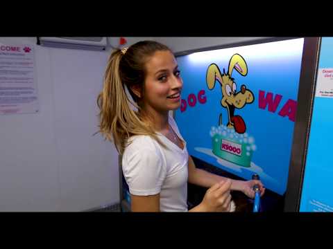 download lagu mp3 mp4 Self Dog Wash, download lagu Self Dog Wash gratis, unduh video klip Self Dog Wash