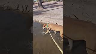 Video preview image #1 Mutt Puppy For Sale in phoenix, AZ, USA