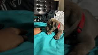 Fell Terrier Puppies Videos