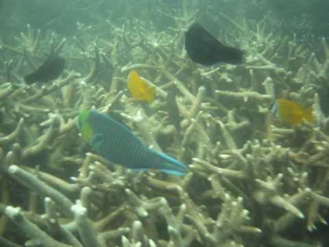 Thumbnail for How He Loves video