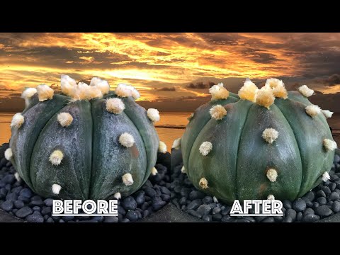 , title : 'How to Remove Mineral Deposits on a Cactus (Astrophytum asterias)'