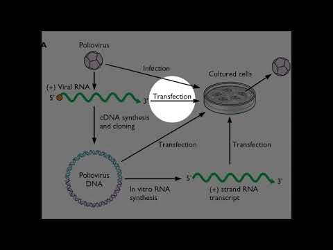 05 W3  S4  Viral genetics 15 32