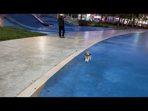 I took in a lost dog, but he refused to eat and just cried for his owner.