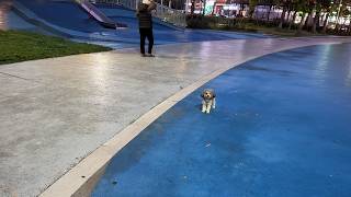 I took in a lost dog, but he refused to eat and just cried for his owner.