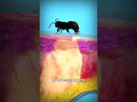 Why Cow Ants Hurt So Bad 😱