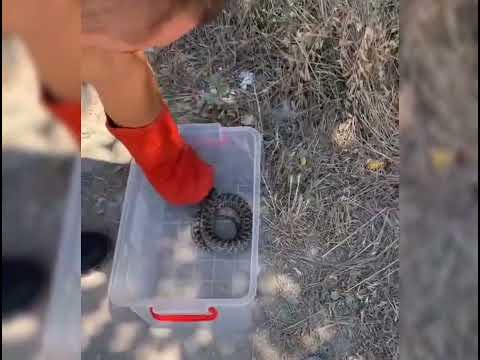 Balaurul dobrogean, oaspete nepoftit în Mangalia. Jandarmii au intervenit prompt