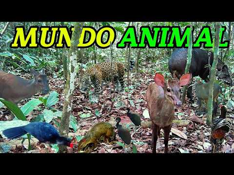 Flagrantes Raros da Fauna Amazônica: Imagens Incríveis do Mundo Animal- Onça Pintada Apareceu! 🐆🐆