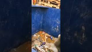 This raccoon using a plank to get out of a garbage container