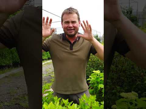 HORTENZIE LATNATÉ - Hydrangea paniculata