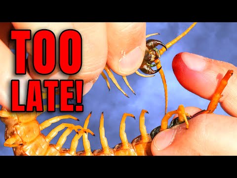 Brave Wilderness Top Videos and Brave Wilderness