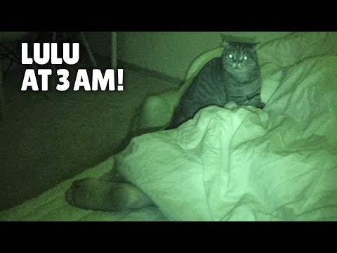 What Do My Cats Do When I’m Asleep? | Kittisaurus