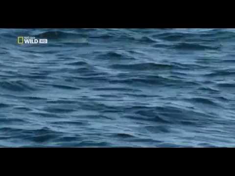 Una noche entre Tiburones