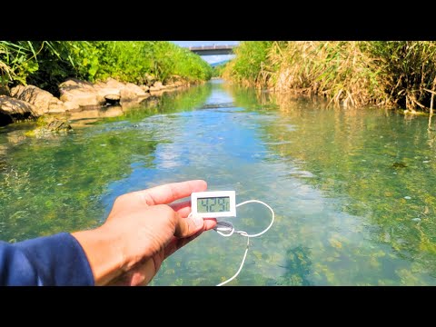 魚に発見された真の温血性