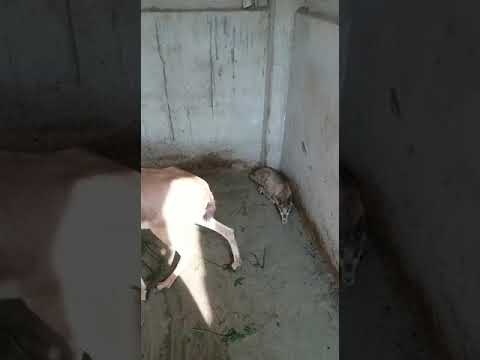 download lagu mp3 mp4 Deer Fawn For Sale, download lagu Deer Fawn For Sale gratis, unduh video klip Deer Fawn For Sale