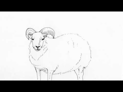 Slamgasten Onegi - Sheeps