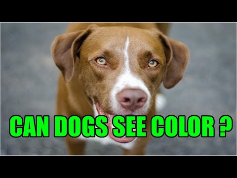 Are Dogs Color blind ? How many colors do dogs see ?