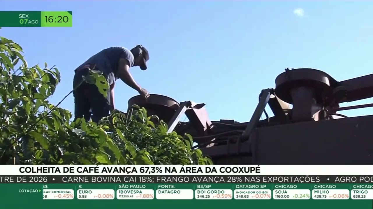 Colheita de café avança 67,3% na área da Cooxupé