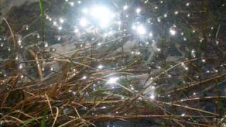 Emiliana Torrini - To Be Free (LYRICS)