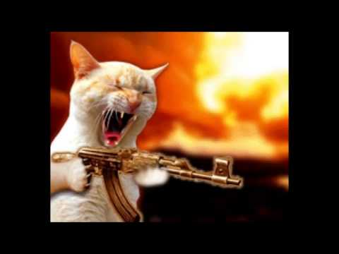 gatos chistosos:(FUNNY CATS)