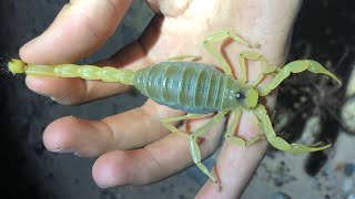 Looking for Giant Hairy Scorpions and Other Desert Scorpions in the Mojave