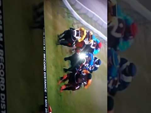 Scotsnog le meilleur cheval