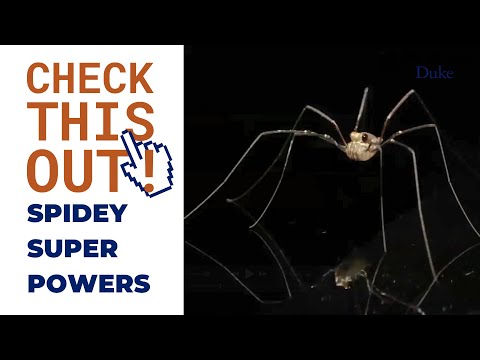 Spidey Super Powers | Check This Out!