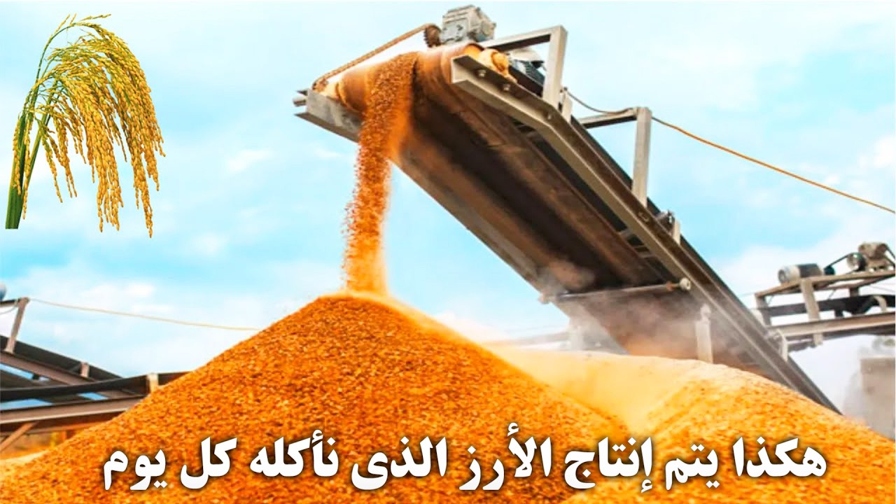ملايين حبات الأرز تُحصد وتُعالج بهذه الطريقة المذهلة!