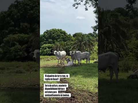 IMC FAZENDAS - 19 alqueires São Luís de Montes Belos - GO