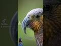 Ridiculous Bird Names