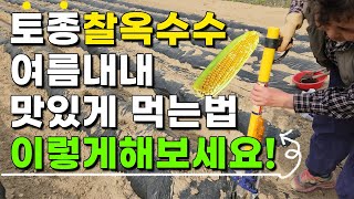 옥수수심는법 옥수수심는시기 이렇게 심으면 맛있는 옥수수 여름내내 수확가능 합니다. - 토종찰옥수수